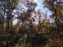 Bois de Cestres